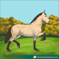 Horse Color:Buckskin 