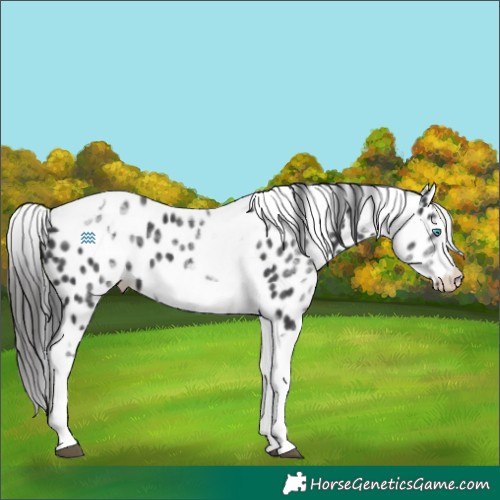 Horse Color:White Spotted Black Splash Tobiano Frame Leopard
