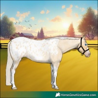 Horse Color:Gray Silver Amber Cream Champagne Roan Dun Splash Tobiano Frame Blanket Rabicano 
