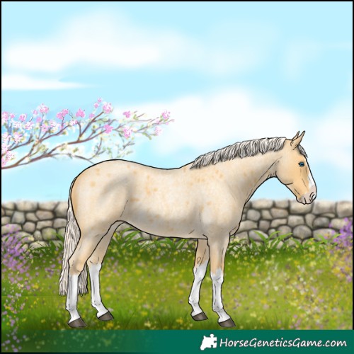 Horse Color:Palomino Roan Splash