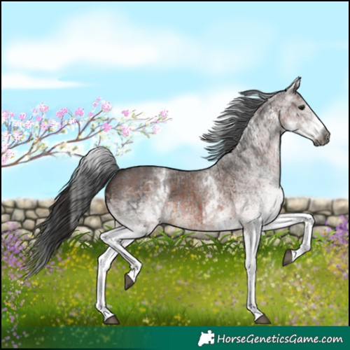 Horse Color:Gray White Spotted Black  and Gray White Spotted Bay 
