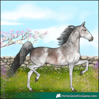 Horse Color:Gray White Spotted Black  and Gray White Spotted Bay 