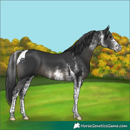 Horse Color:White Spotted Black Tobiano 