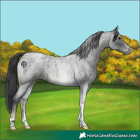Horse Color:Blue Roan Tobiano 
