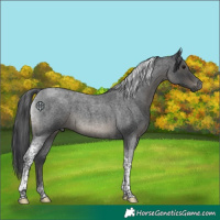 Horse Color:Blue Roan Tobiano 