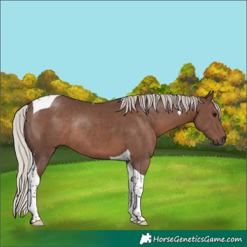 Horse Color:Silver Black Tobiano Rabicano 