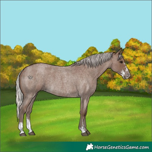 Horse Color:Silver Blue Roan Sabino