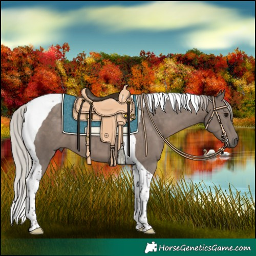 Horse Color:Silver Black Tobiano 