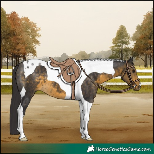 Horse Color:Buckskin Tobiano 