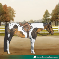 Horse Color:Buckskin Tobiano