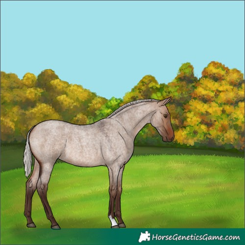 Horse Color:Silver Bay Roan Dun 