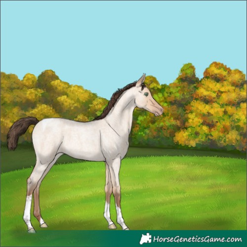 Horse Color:Amber Champagne Roan Dun Tobiano 