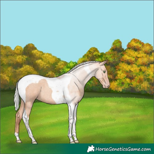 Horse Color:Silver Amber Champagne Roan Tobiano 