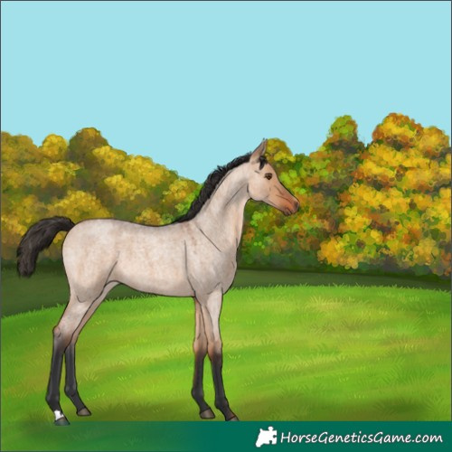 Horse Color:Bay Roan Dun 