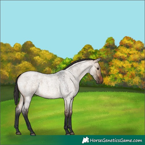 Horse Color:Bay Roan Dun 