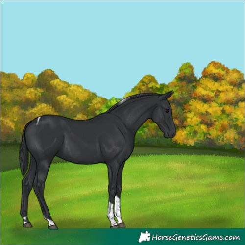 Horse Color:Black Tobiano 