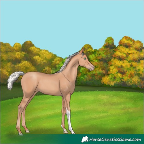 Horse Color:Silver Amber Champagne Tobiano 
