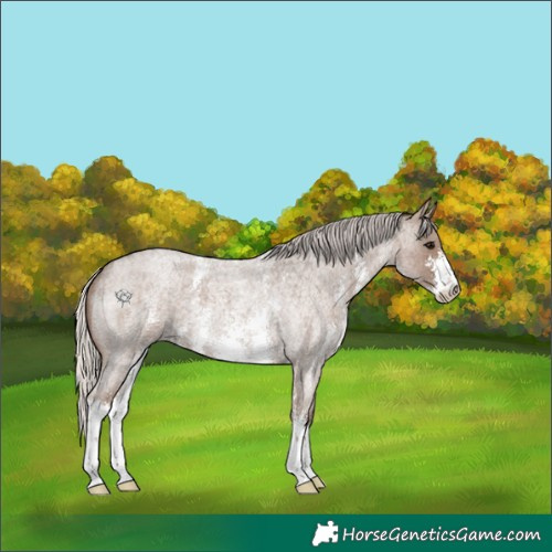 Horse Color:Silver Blue Roan Sabino