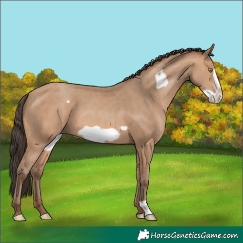 Horse Color:Amber Champagne Frame 