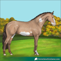 Horse Color:Amber Champagne Frame