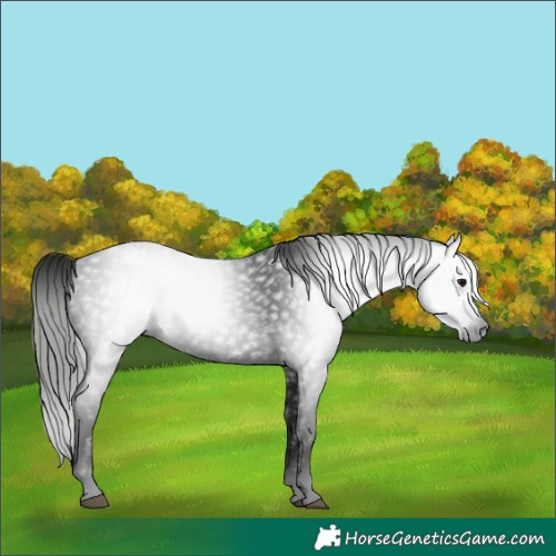 Horse Color:Gray Black