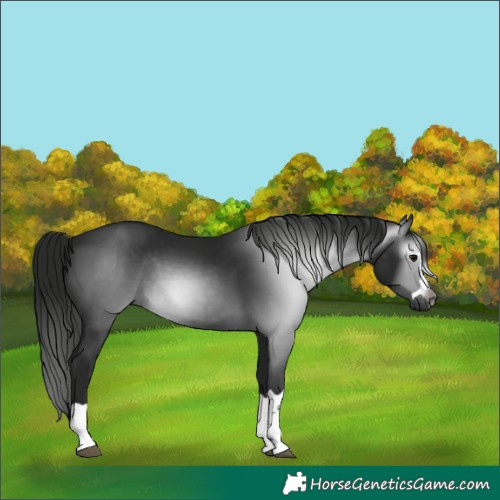 Horse Color:Gray Black 