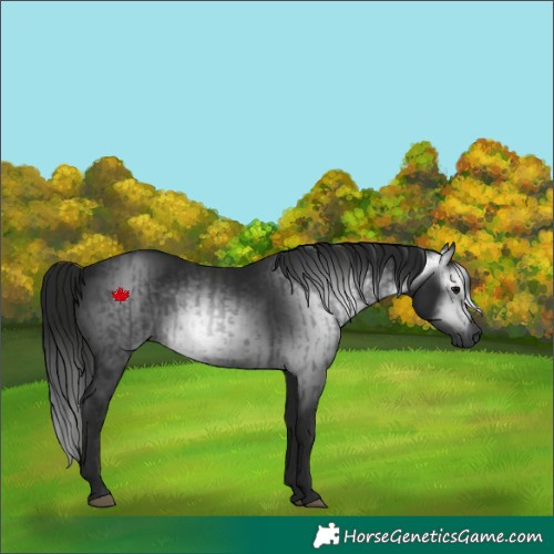 Horse Color:Gray Black and Gray Black
