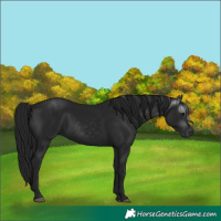 Horse Color:Gray Smoky Black 