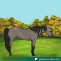 Horse Color:Gray Grullo