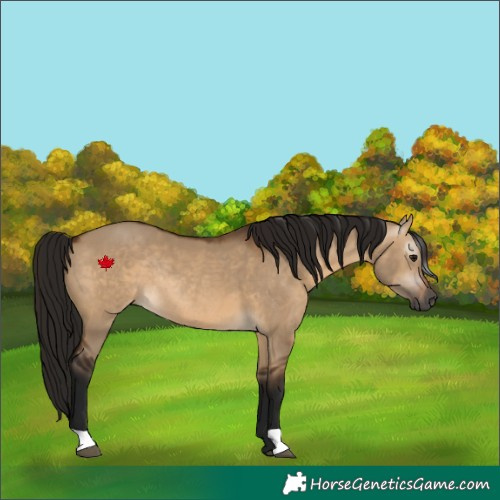 Horse Color:Gray Bay Dun Rabicano