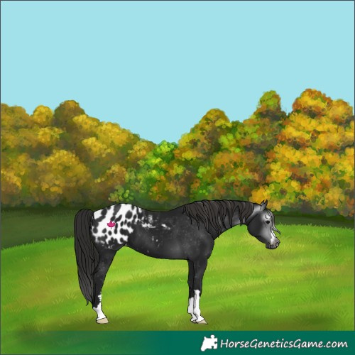Horse Color:Gray Black Appaloosa