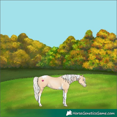 Horse Color:Silver Buckskin Pearl Tobiano