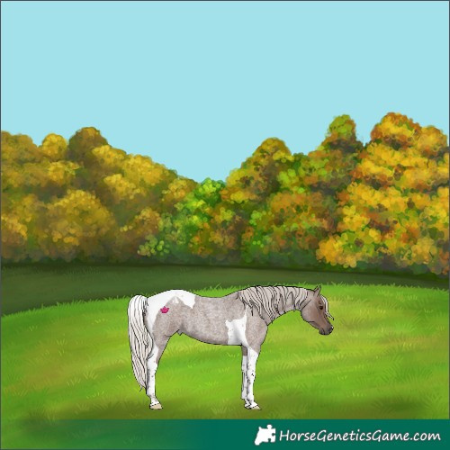 Horse Color:Silver Blue Roan Tobiano 