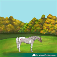 Horse Color:Silver Blue Roan Tobiano 