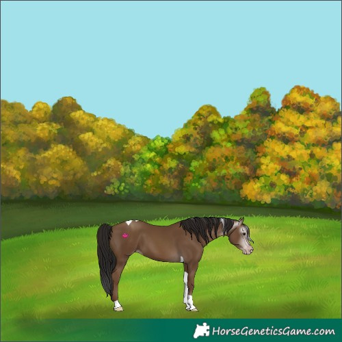 Horse Color:Gray Classic Champagne Tobiano 