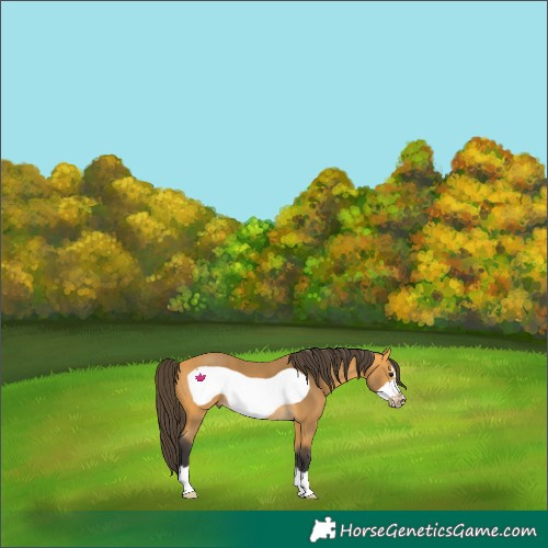 Horse Color:Buckskin Frame 