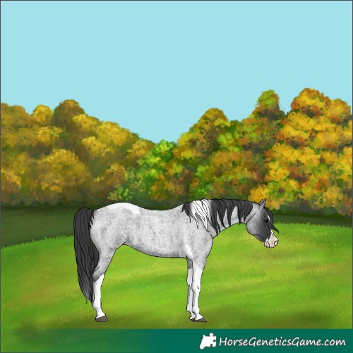Horse Color:Blue Roan Splash Tobiano