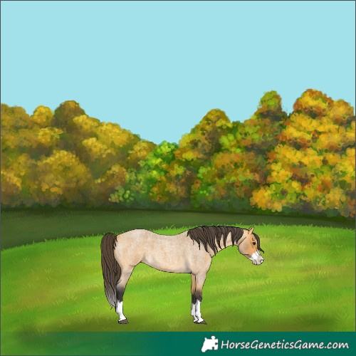 Horse Color:Buckskin Roan Splash