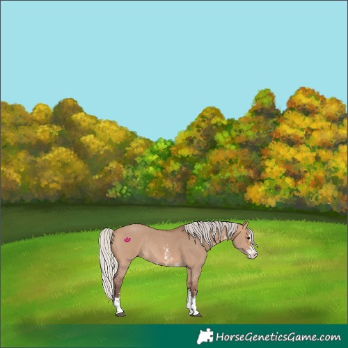 Horse Color:Silver Bay Dun Sabino Rabicano 