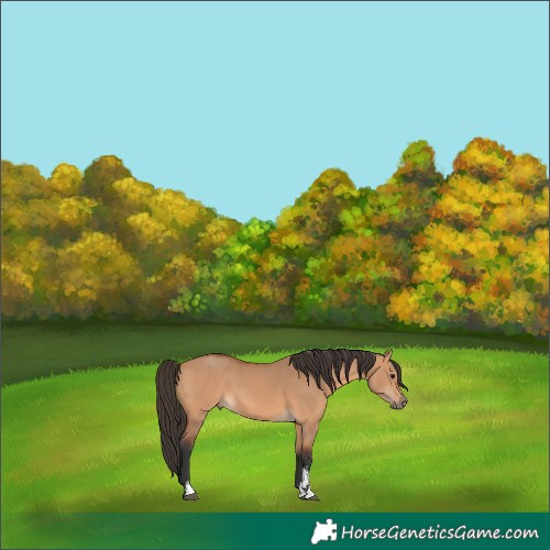 Horse Color:Bay Dun Sabino Rabicano 