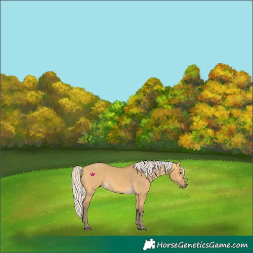Horse Color:Silver Buckskin Dun