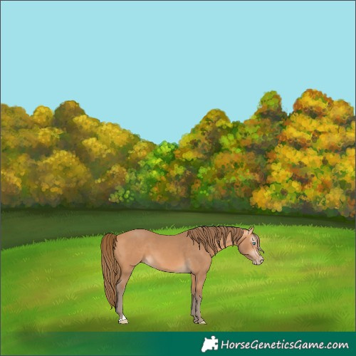 Horse Color:Gray Perlino