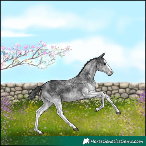 Horse Color:White Spotted Black Splash 