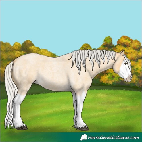 Horse Color:Silver Buckskin Roan Splash 