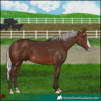 Horse Color:Silver Bay Sabino Splash 