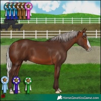 Horse Color:Silver Bay Sabino Splash 