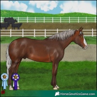 Horse Color:Silver Bay Sabino Splash 