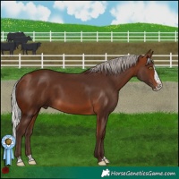 Horse Color:Silver Bay Sabino Splash