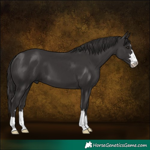 Horse Color:Smoky Black