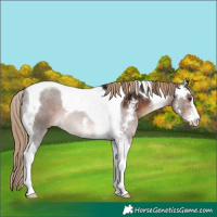 Horse Color:Liver Chestnut Sabino Tobiano